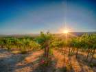 Bright sunlight streaming through the grape vines lined with pink roses at Red Willow Vineyard Art Print